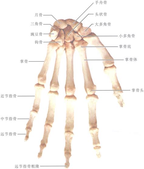 手骨粗有錢|由雙手斷人之秉性和前程